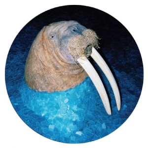 Tross - Walrus Ep (Pic Disc) in the group VINYL / Pop-Rock at Bengans Skivbutik AB (1972011)