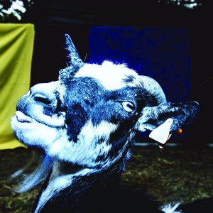 Barely Autumn - Day Trip To The Petting Zoo in the group CD / Pop-Rock,Övrigt at Bengans Skivbutik AB (3927871)