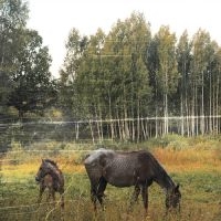 Pianos Become The Teeth - Old Pride (Forest Green Vinyl) in the group OTHER / Forthcoming products - 10 percent at Bengans Skivbutik AB (5520747)